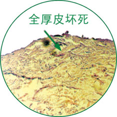 CC网投·(中国游)官方网站